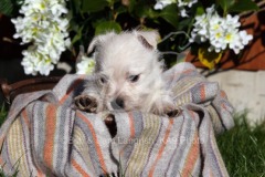 Terrier - West Highland White