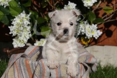 Terrier - West Highland White
