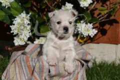 Terrier - West Highland White