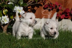 Terrier - West Highland White