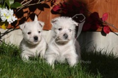 Terrier - West Highland White