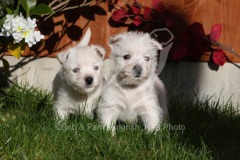 Terrier - West Highland White