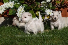 Terrier - West Highland White