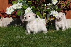 Terrier - West Highland White