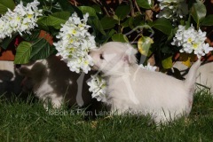 Terrier - West Highland White