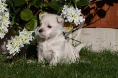 Terrier - West Highland White