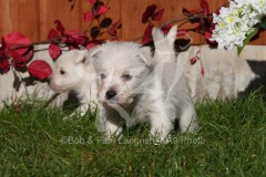 Terrier - West Highland White