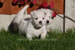 Terrier - West Highland White