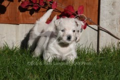 Terrier - West Highland White