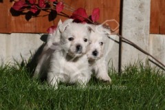 Terrier - West Highland White