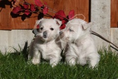 Terrier - West Highland White