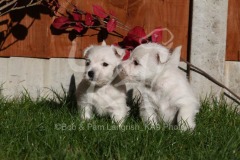 Terrier - West Highland White