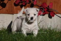 Terrier - West Highland White