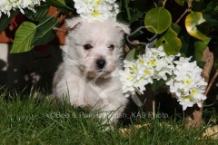 Terrier - West Highland White
