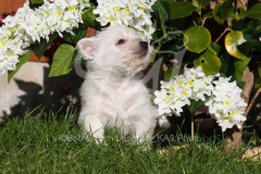 Terrier - West Highland White