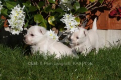 Terrier - West Highland White