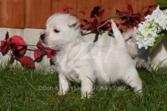 Terrier - West Highland White