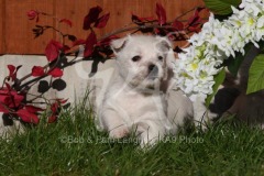 Terrier - West Highland White