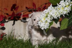 Terrier - West Highland White
