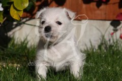Terrier - West Highland White