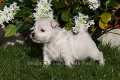 Terrier - West Highland White