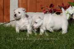 Terrier - West Highland White