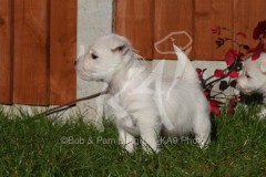 Terrier - West Highland White