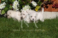 Terrier - West Highland White