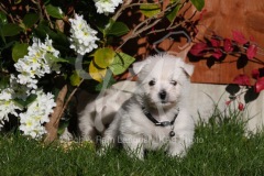 Terrier - West Highland White