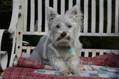 Terrier - West Highland White
