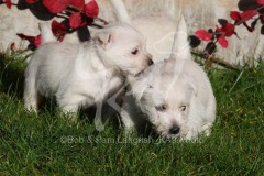 Terrier - West Highland White
