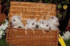 Terrier - West Highland White