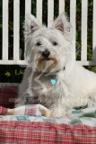 Terrier - West Highland White