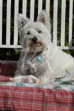 Terrier - West Highland White