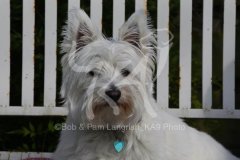 Terrier - West Highland White