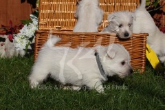 Terrier - West Highland White