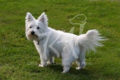 Terrier - West Highland White