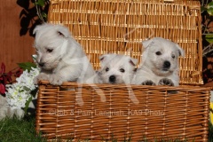 Terrier - West Highland White