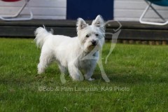 Terrier - West Highland White