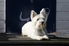 Terrier - West Highland White