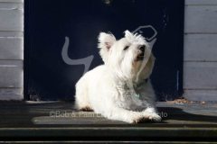 Terrier - West Highland White