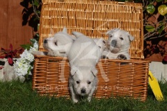 Terrier - West Highland White