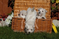 Terrier - West Highland White