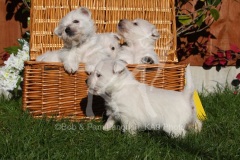 Terrier - West Highland White