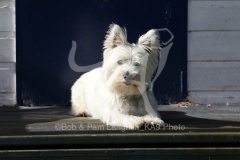 Terrier - West Highland White
