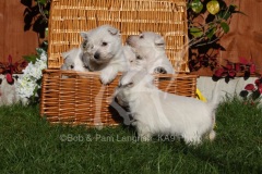 Terrier - West Highland White