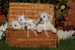 Terrier - West Highland White