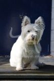 Terrier - West Highland White