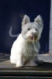 Terrier - West Highland White