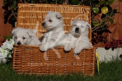 Terrier - West Highland White